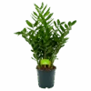 Zamioculcas Zamiifolia - Emerald Palm - P24 H90 - Kamerplant