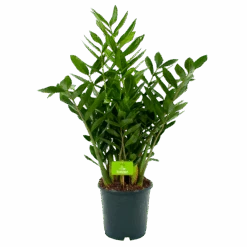 Zamioculcas Zamiifolia - Emerald Palm - P24 H90 - Kamerplant