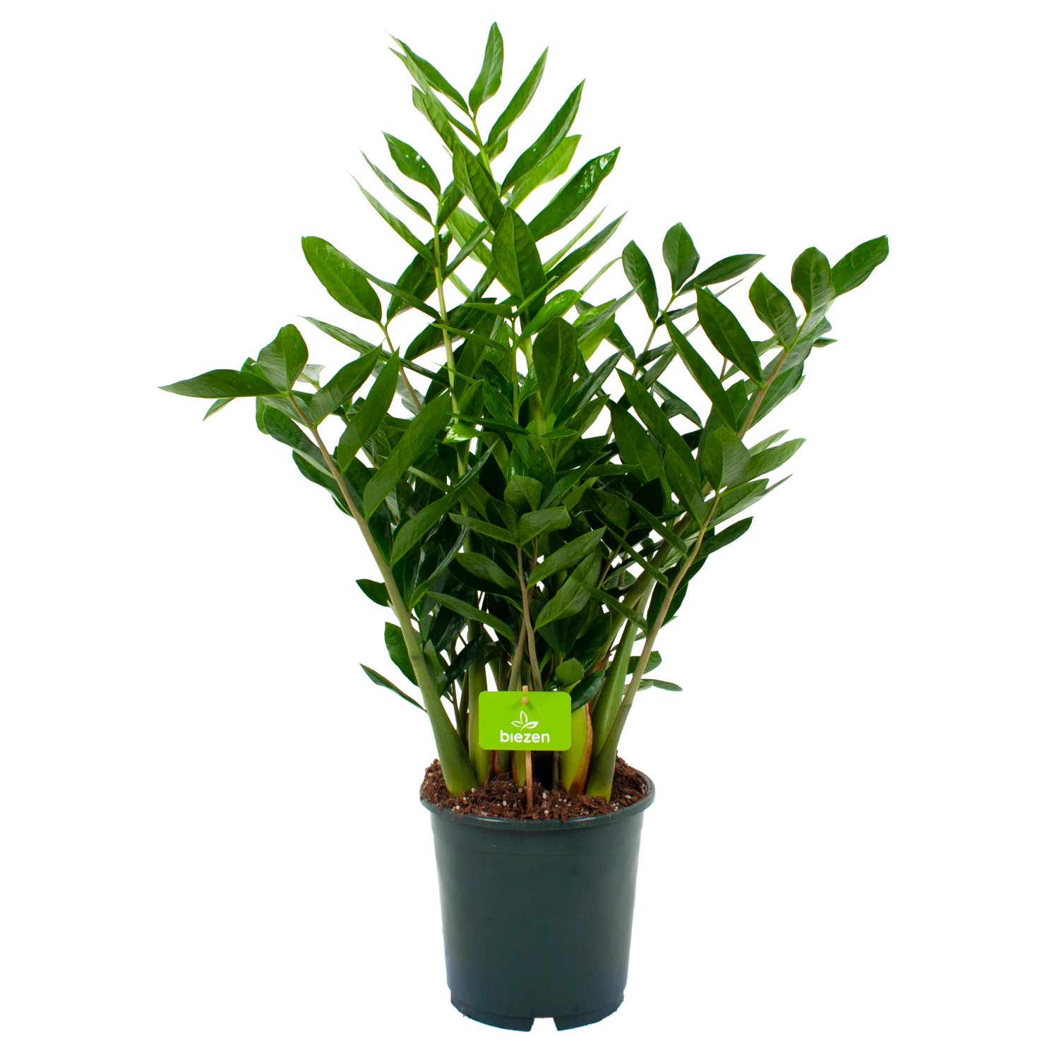 Zamioculcas Zamiifolia - Emerald Palm - P24 H90 - Kamerplant 3 Zamioculcas Zamiifolia - Emerald Palm - P24 H90 - Kamerplant