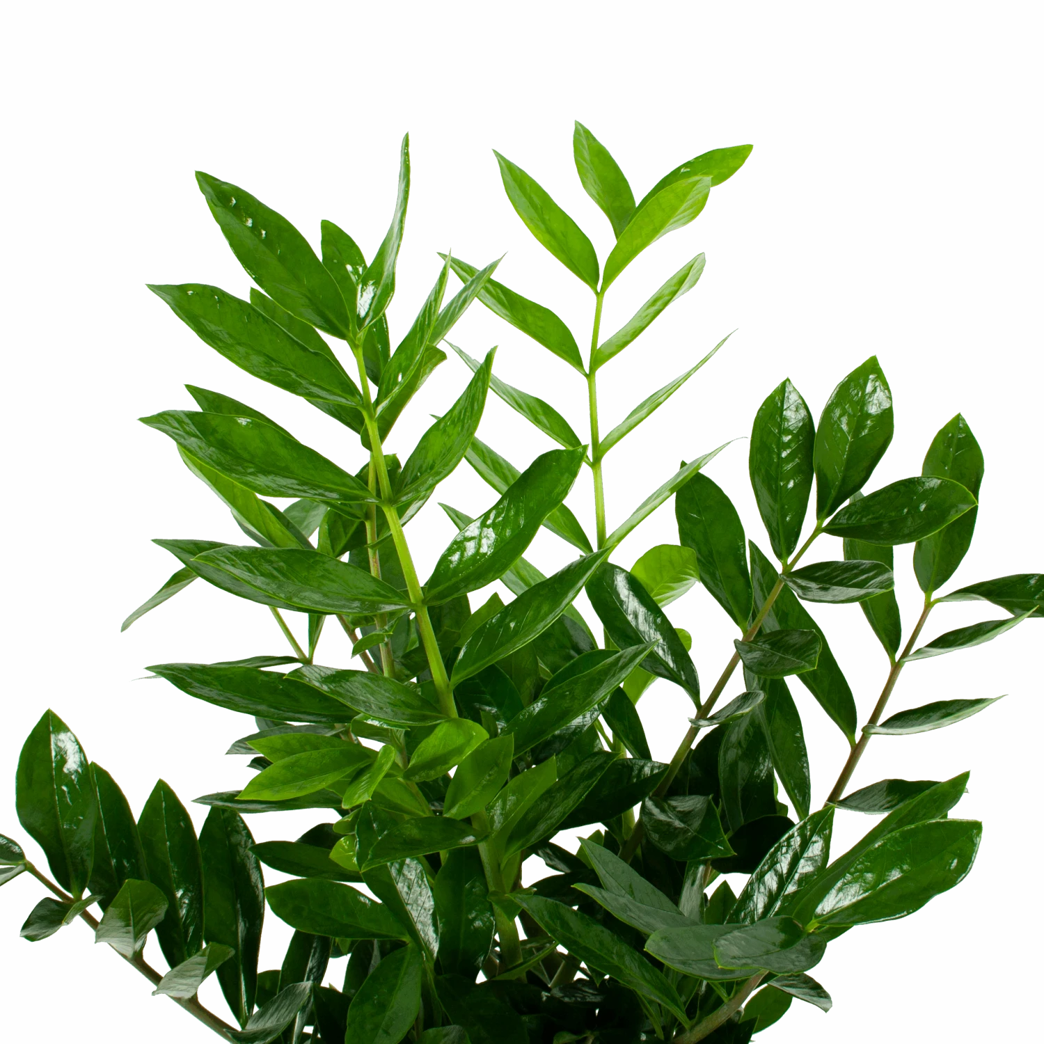 Zamioculcas Zamiifolia - Emerald Palm - P24 H90 - Kamerplant 4 Zamioculcas Zamiifolia - Emerald Palm - P24 H90 - Kamerplant - Afbeelding 2